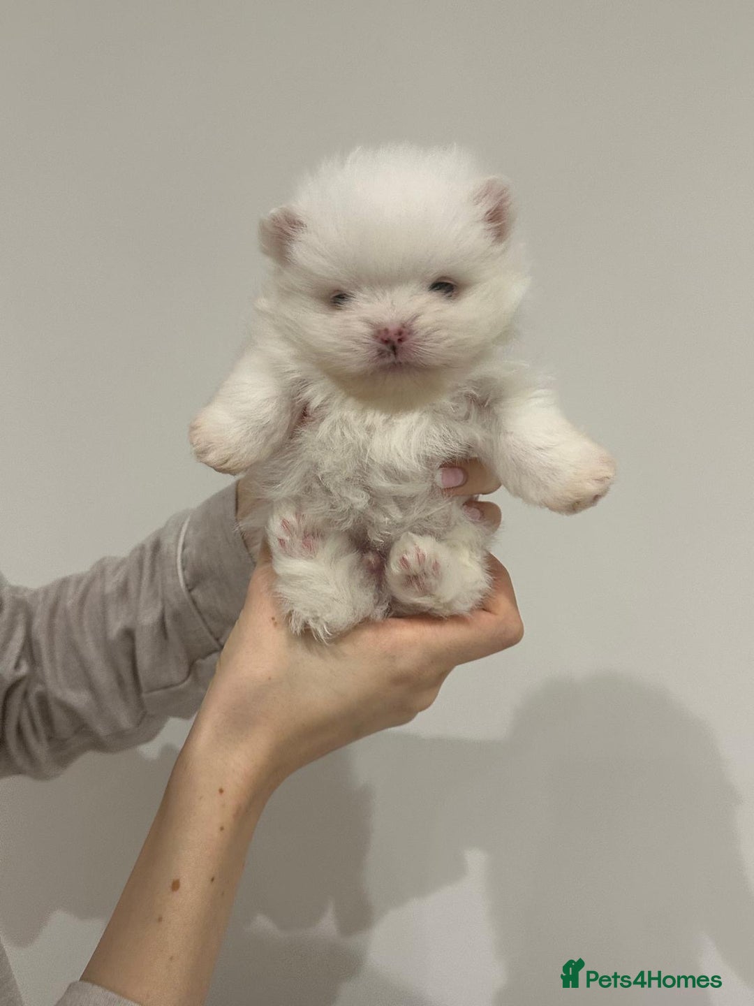Pomeranian dogs for sale: 4 white pure bred pomerainian puppies - Advert 14