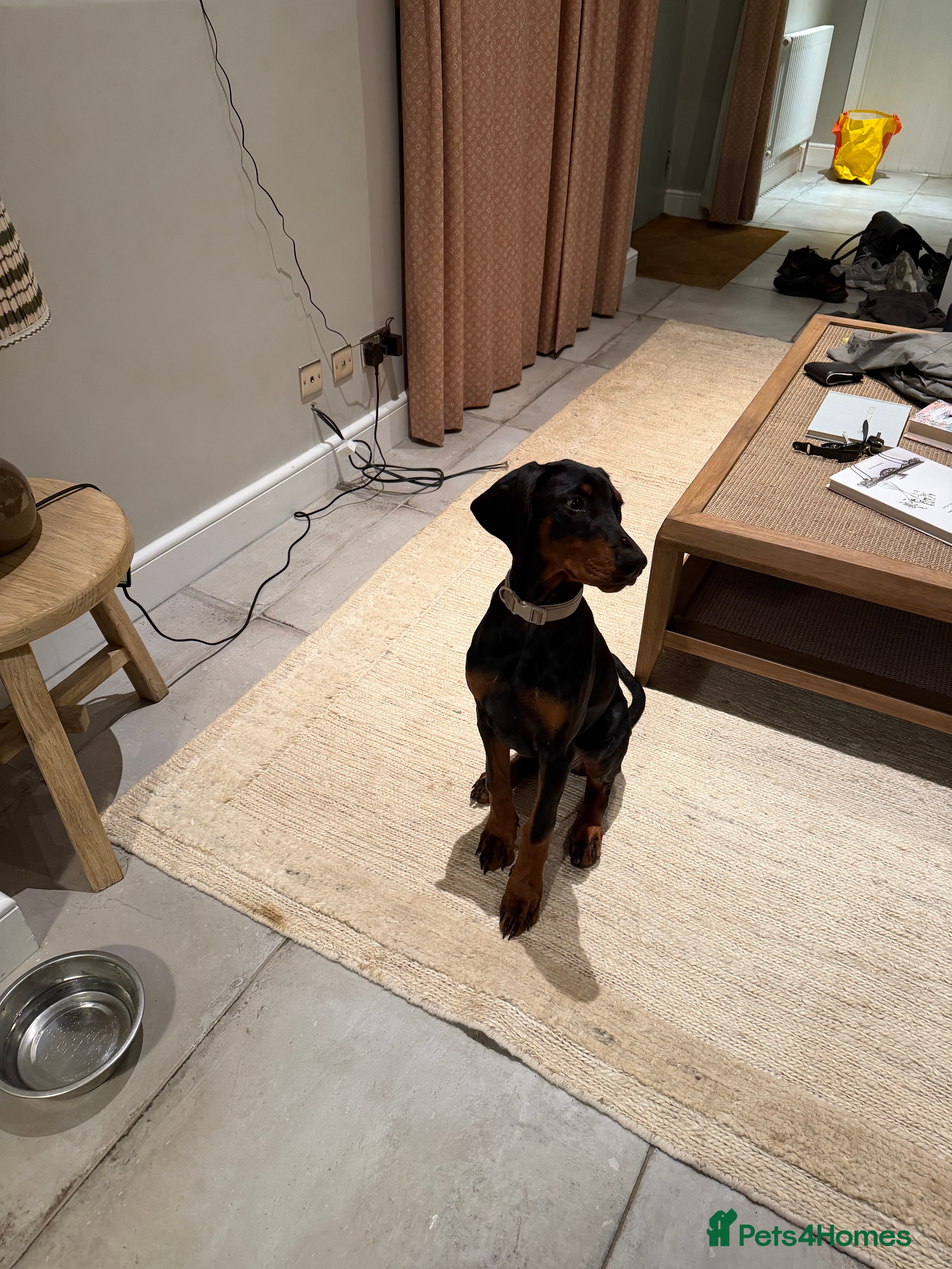 Dobermann dogs KC Registered female Doberman puppy - Advert 12