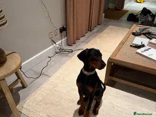 Dobermann dogs KC Registered female Doberman puppy - Advert 12