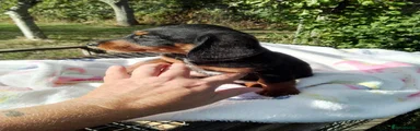 Doxiepoo 1