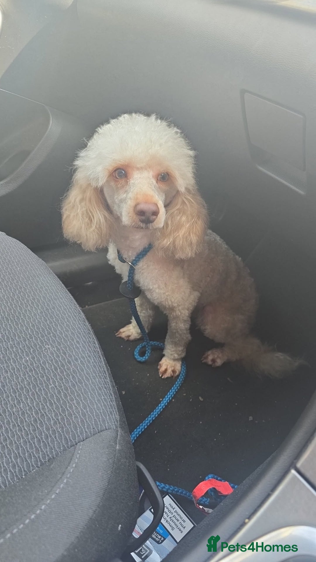 Cockapoo dogs for sale: Beautiful cockerpoos  - Image 15