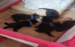 British Shorthair cats for sale: 5 Beautiful Black & Grey Tabby Kittens - Advert 4