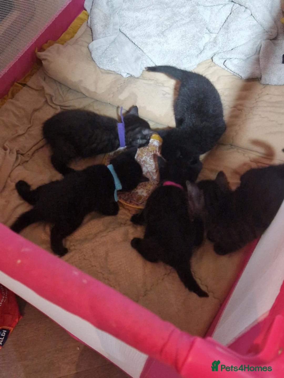 British Shorthair cats for sale: 5 Beautiful Black & Grey Tabby Kittens - Advert 4