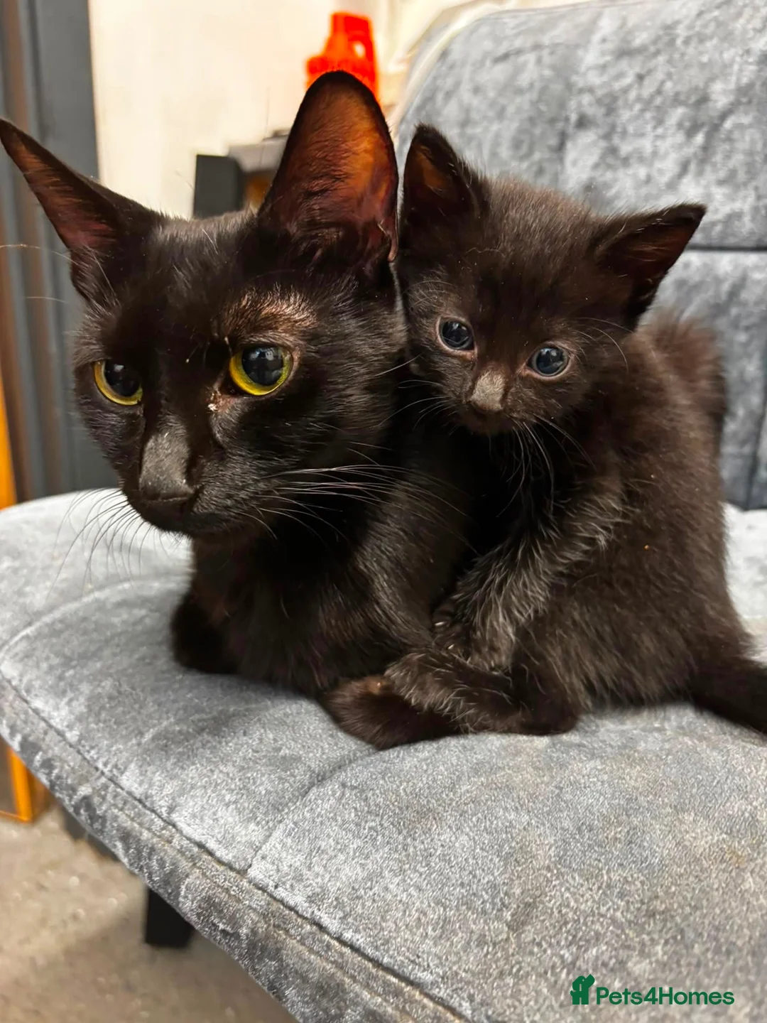 British Longhair cats for sale: Adorable Kittens Looking for Homes! - Advert 2