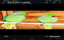 Parrots birds for sale: Ring neck parrot - Image 2