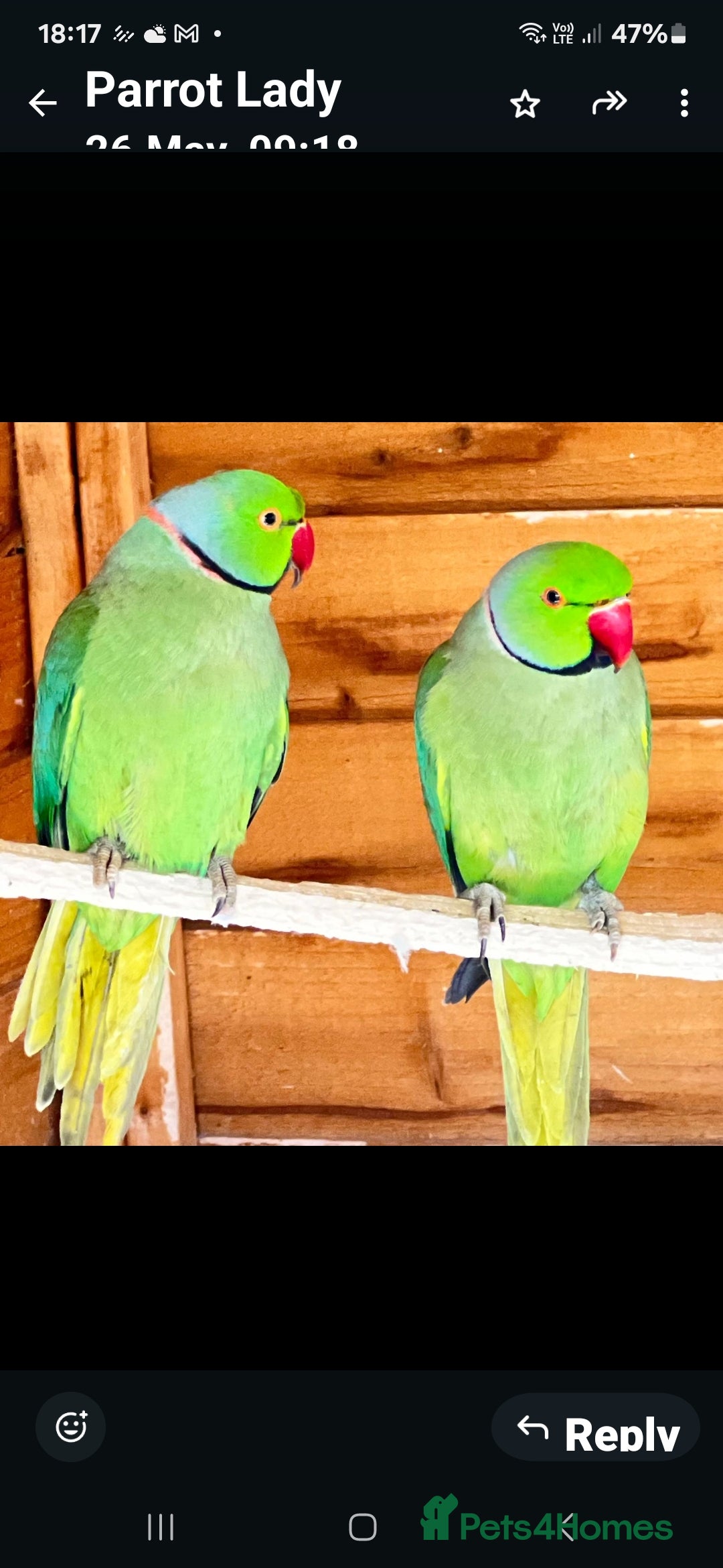 Parrots birds for sale: Ring neck parrot - Image 2
