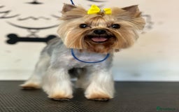 Yorkshire Terrier dogs for sale: Piece of Happiness!!! - Image 9