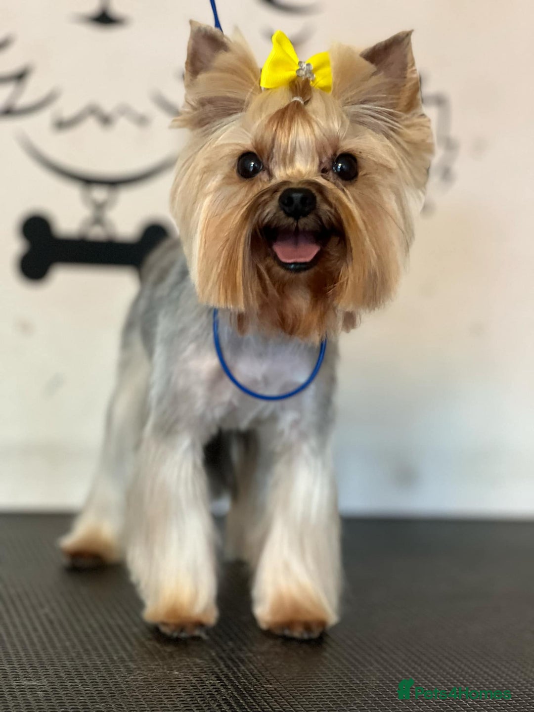 Yorkshire Terrier dogs for sale: Piece of Happiness!!! - Image 9