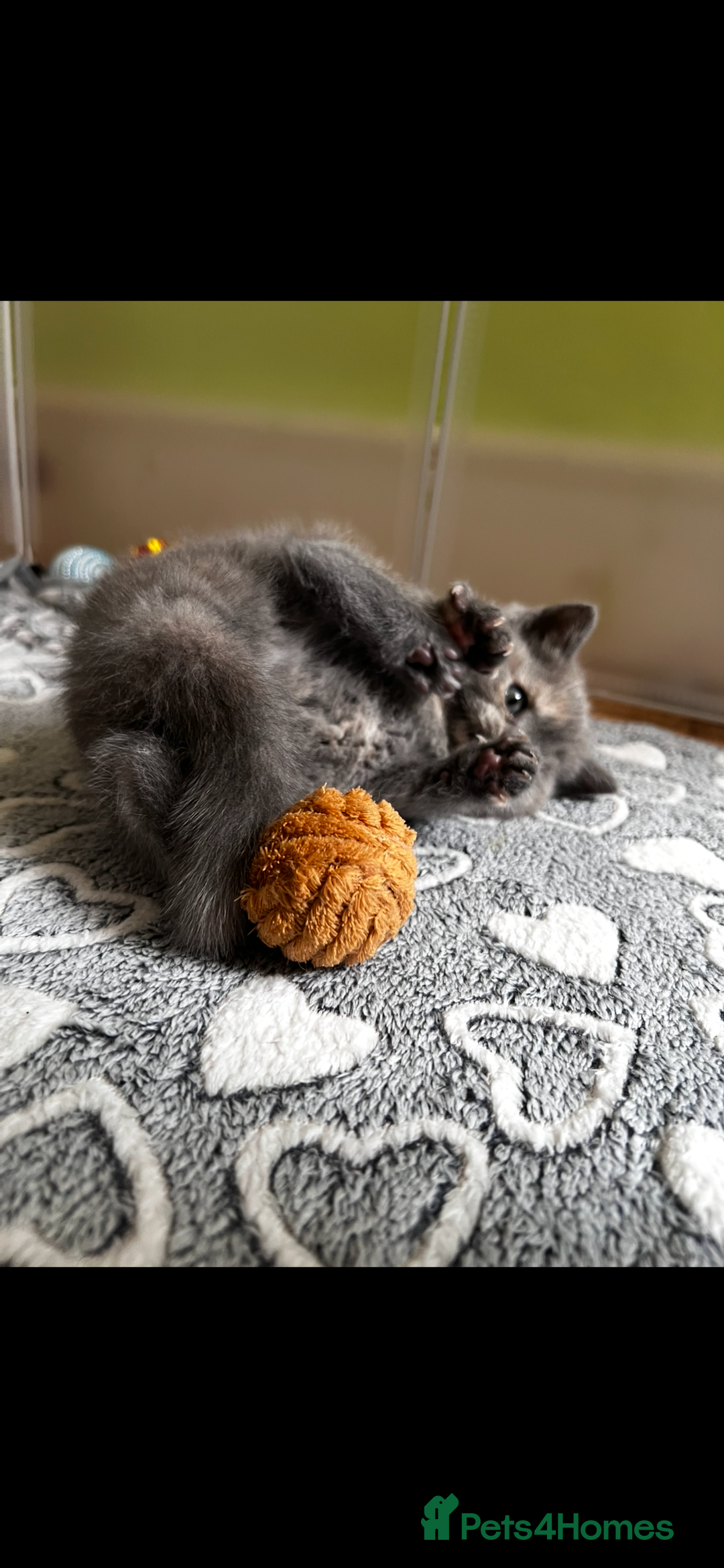 Scottish Fold cats for sale: Last kitten left! Straight ears 😍 - Image 5