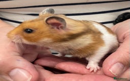 Hamster rodents for sale: Baby Syrian hamsters from show stock  - Image 20