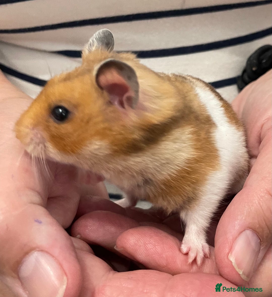 Hamster rodents for sale: Baby Syrian hamsters from show stock  - Image 20