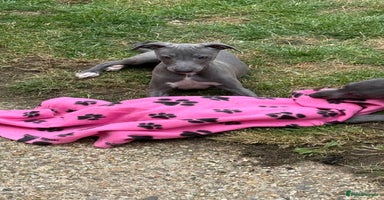 Whippet dogs - Advert 6