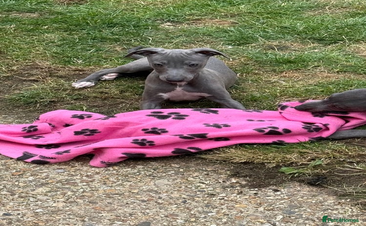 Whippet dogs - Advert 6