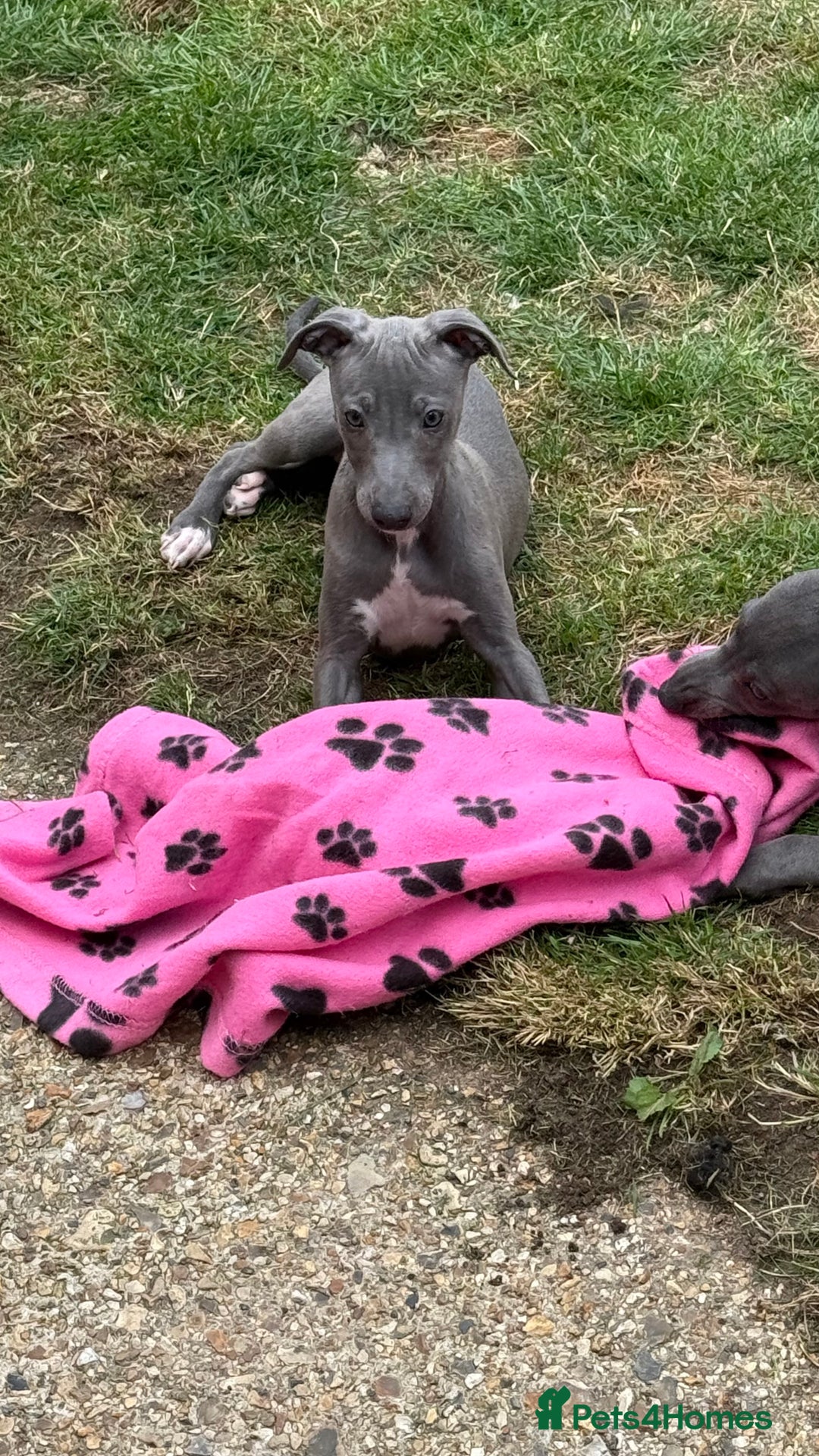Whippet dogs for sale: Kc reg Beautiful blue whippets ready to leave  - Image 1