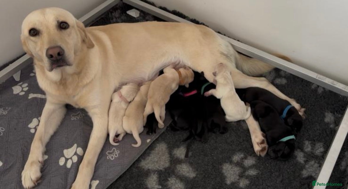 Labrador Retriever dogs Kc registered Labrador puppies  - Advert 1