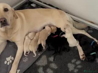 Labrador Retriever dogs Kc registered Labrador puppies - Advert 1