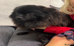 Pomeranian dogs for sale: Chocolate Pomeranian boys - Image 10