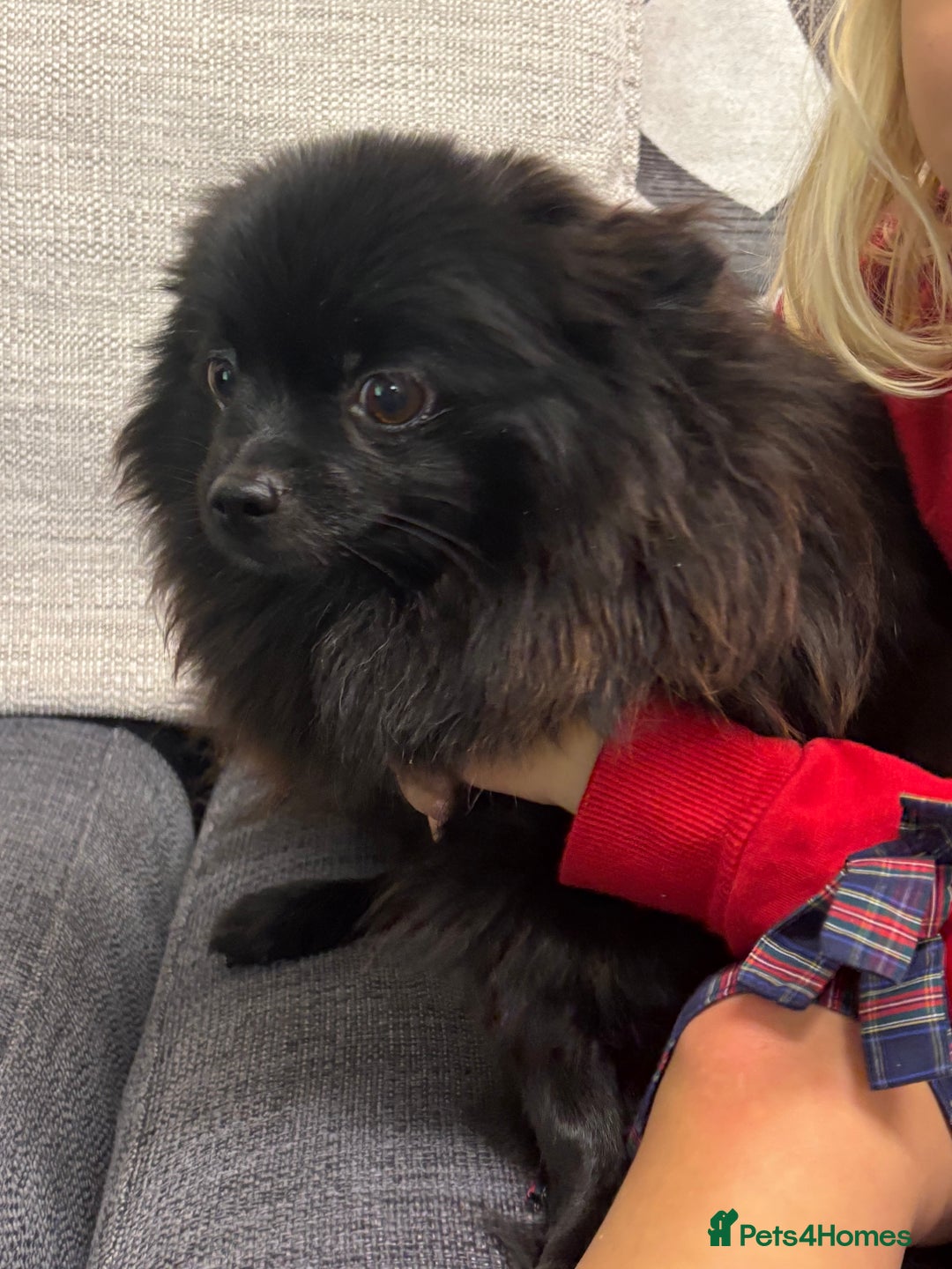 Pomeranian dogs for sale: Chocolate Pomeranian boys - Image 10