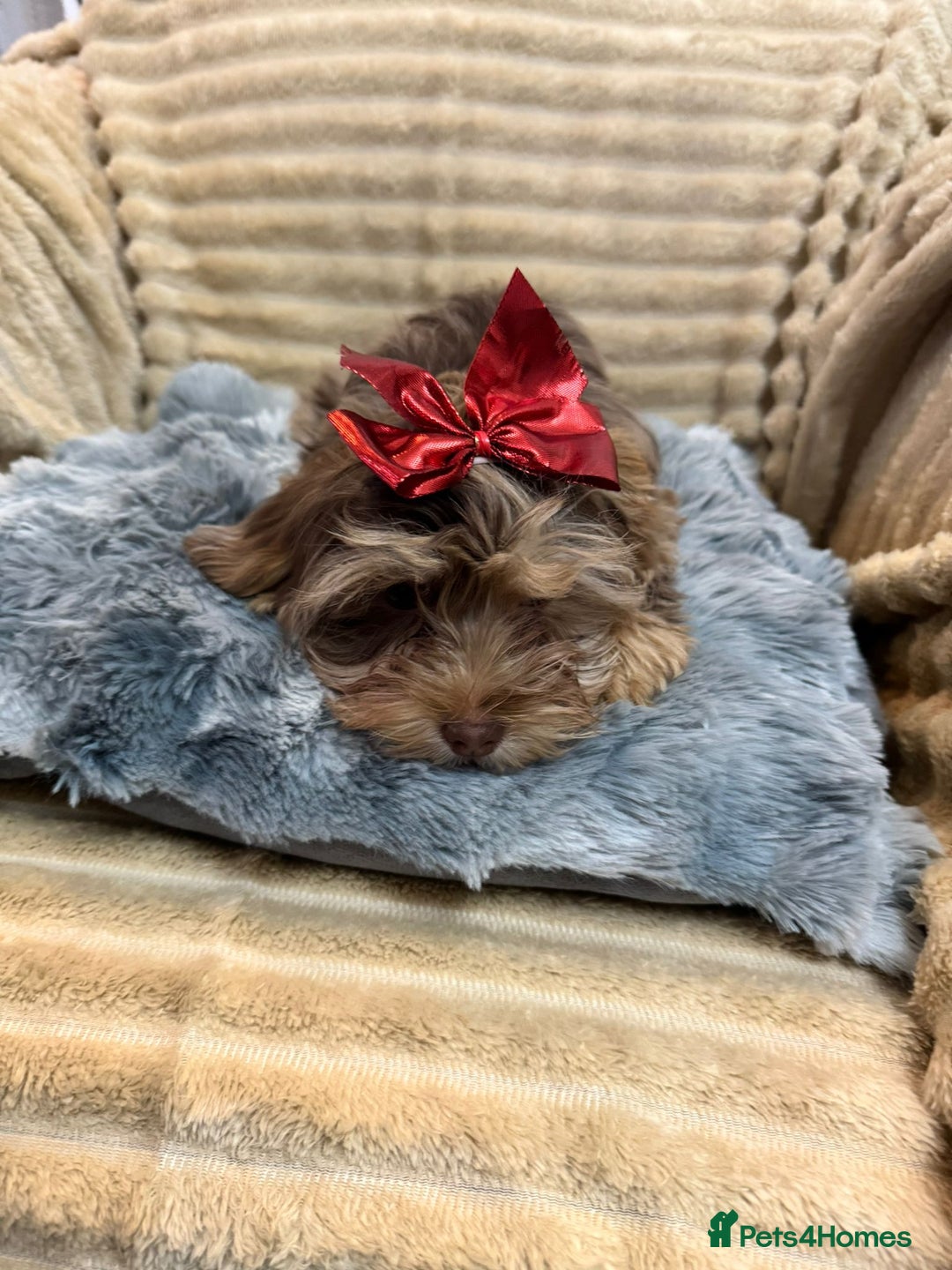 Yorkshire Terrier dogs for sale: Yorkshire Terrier – Merle / Chocolate puppies**    - Advert 32