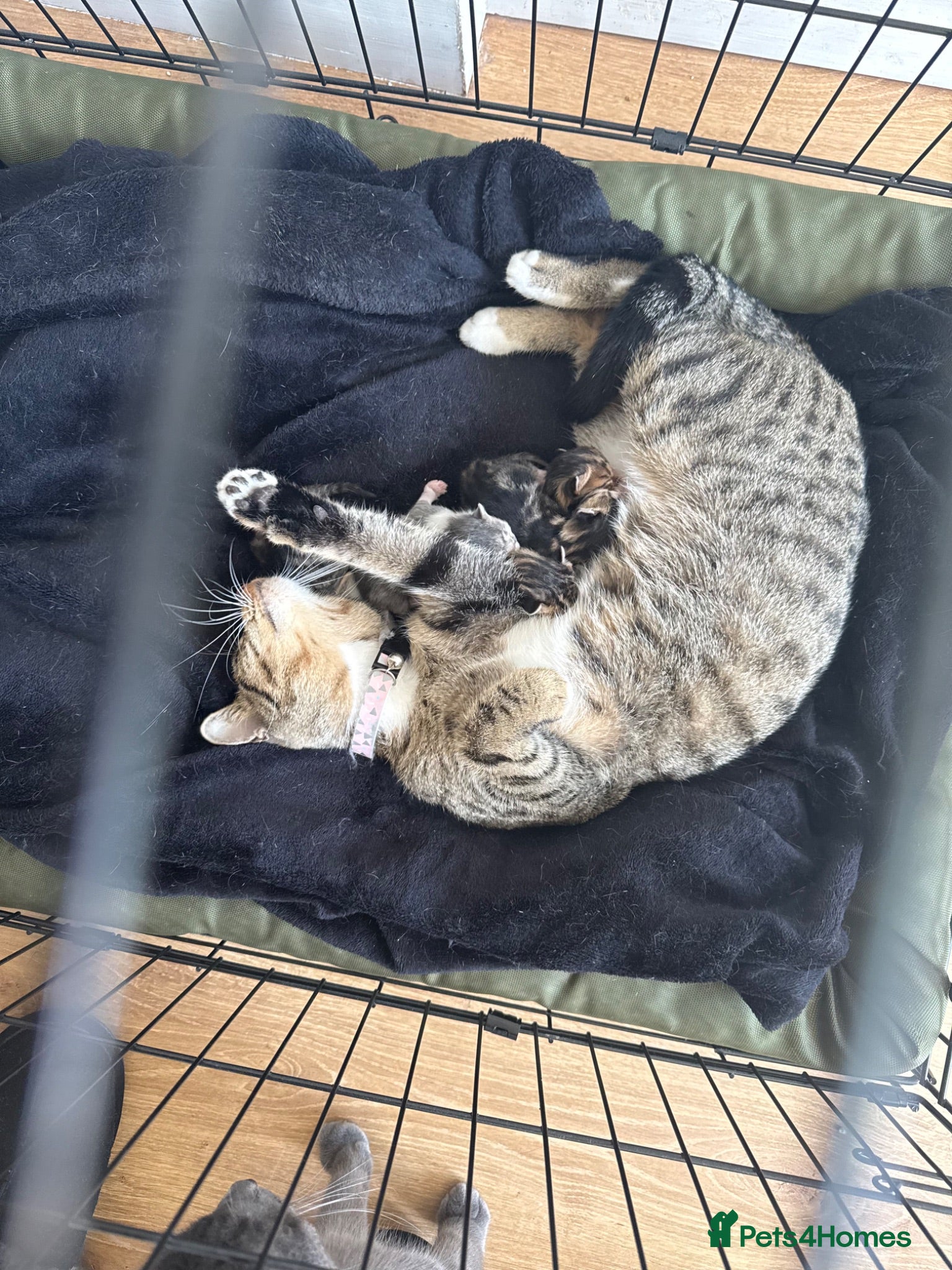 Mixed Breed cats Gorgeous Kittens  - Advert 5