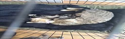 Mixed Breed cats for sale: Gorgeous Kittens  - Advert 1