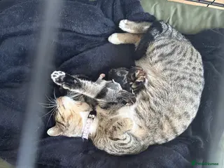 Mixed Breed cats Gorgeous Kittens - Advert 5