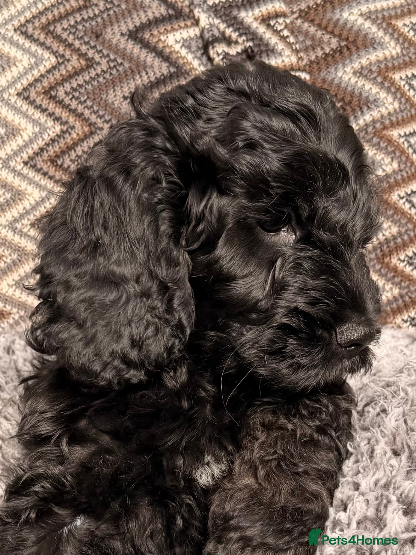 Cockapoo dogs F1 Cockapoo Puppies - Advert 15