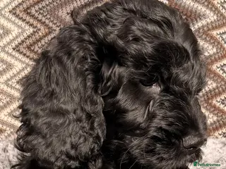 Cockapoo dogs F1 Cockapoo Puppies - Advert 14