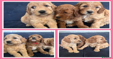 Irish Doodle dogs - Advert 3