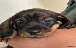 Dachshund dogs for sale: Fabulous Litter of Wirehaired Dachshund/ Teckels - Image 10