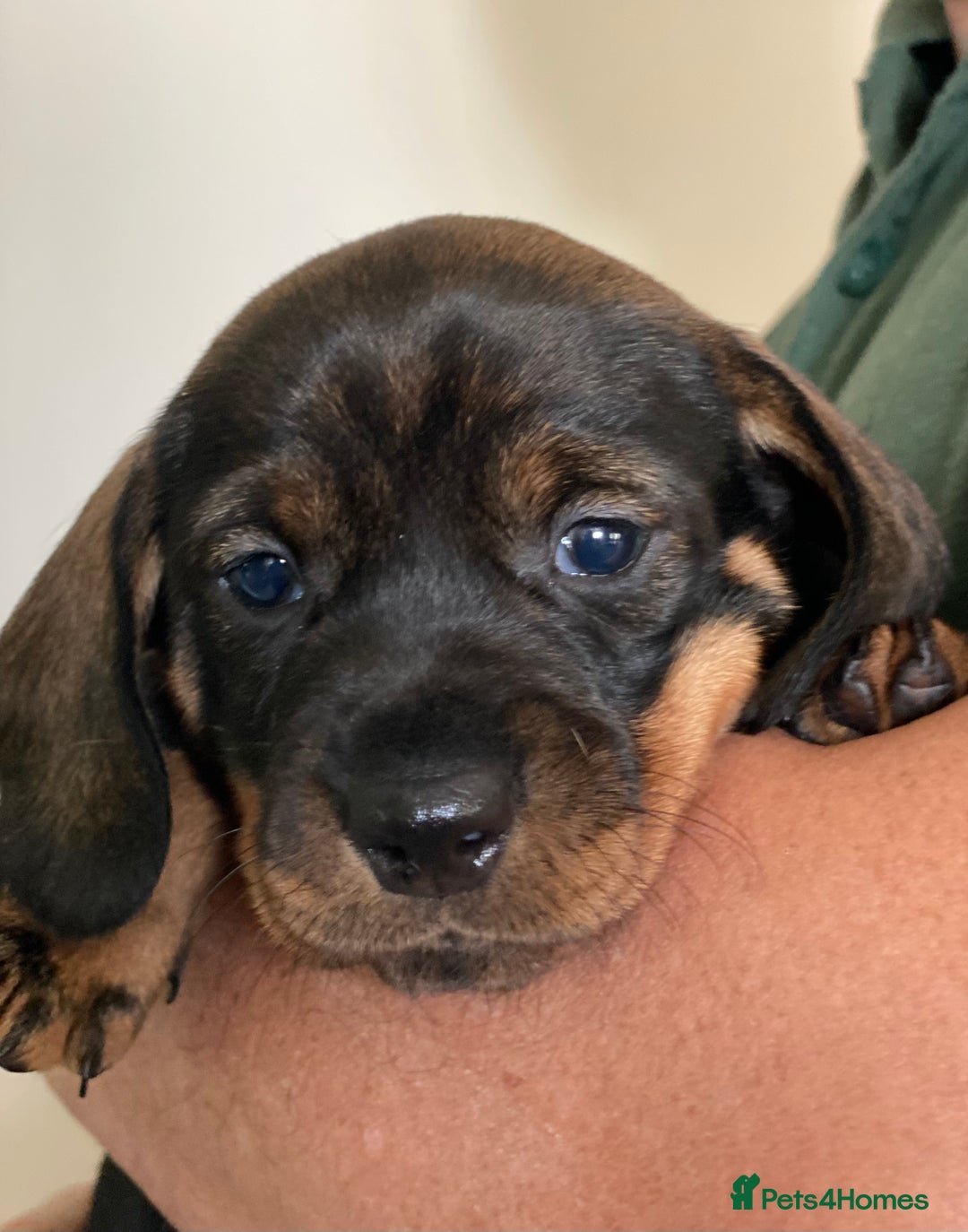 Dachshund dogs for sale: Fabulous Litter of Wirehaired Dachshund/ Teckels - Image 10