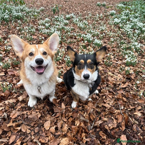 Welsh Corgi Pembroke dogs - Advert 1