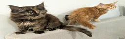 Maine Coon cats for sale: Ready to be re-homed - Advert 3