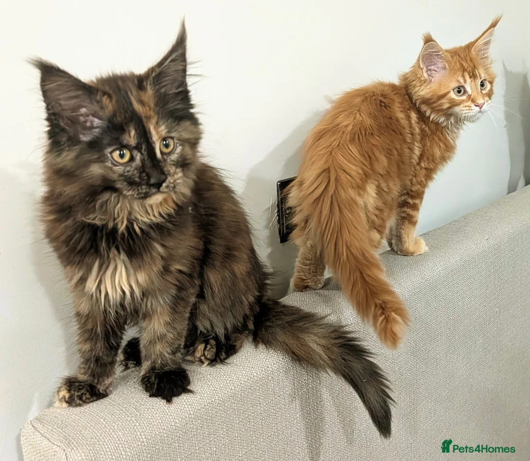 Maine Coon cats for sale: Ready to be re-homed - Advert 3