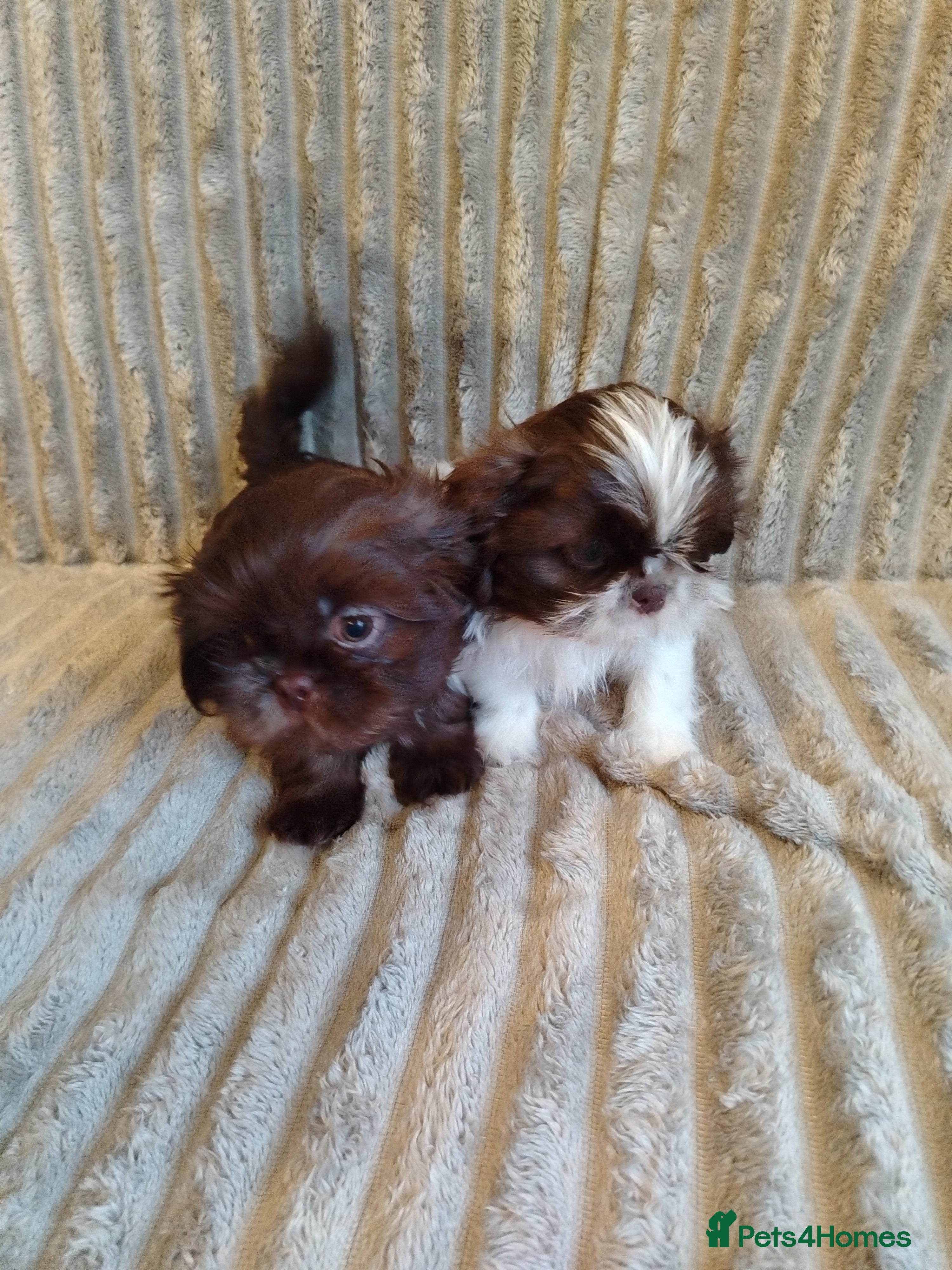 Shih Tzu dogs Beautiful imperial shih tzu babies  - Advert 1