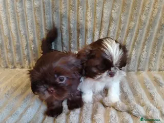 Shih Tzu dogs Beautiful imperial shih tzu babies - Advert 1