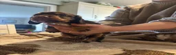 Cocker Spaniel dogs for sale: Kc, health tested cocker spaniel puppies  - Advert 4