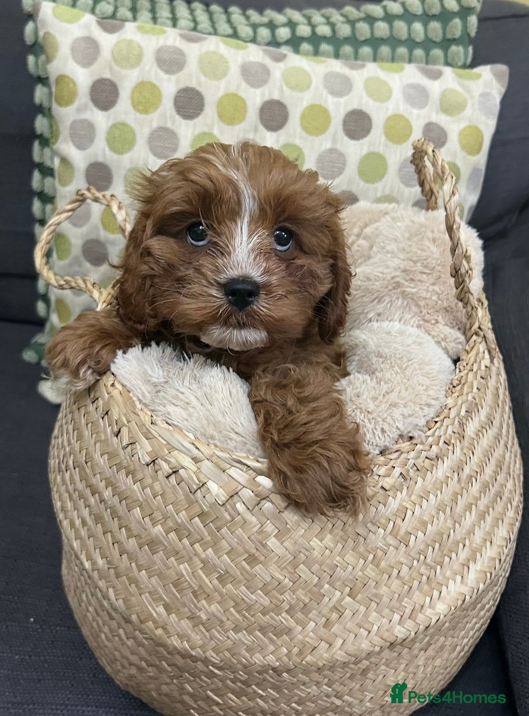 Cavapoo dogs for sale:  282 HEALTH TESTS ALL CLEAR WITH CERTIFICATES  - Advert 10