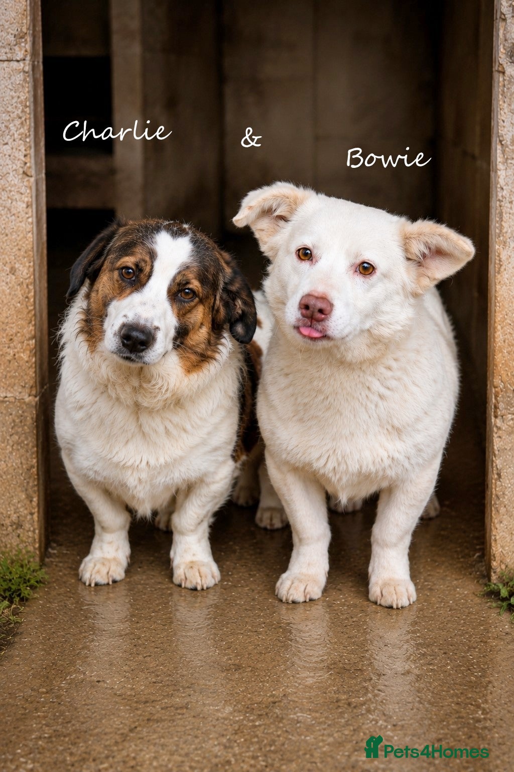 Mixed Breed dogs ❤️ Bonded Corgi Cross Brothers Seeking Home ❤️ - Advert 1
