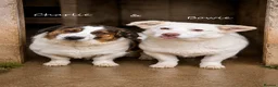Mixed Breed dogs for adoption: ❤️ Bonded Corgi Cross Brothers Seeking Home ❤️ - Advert 1