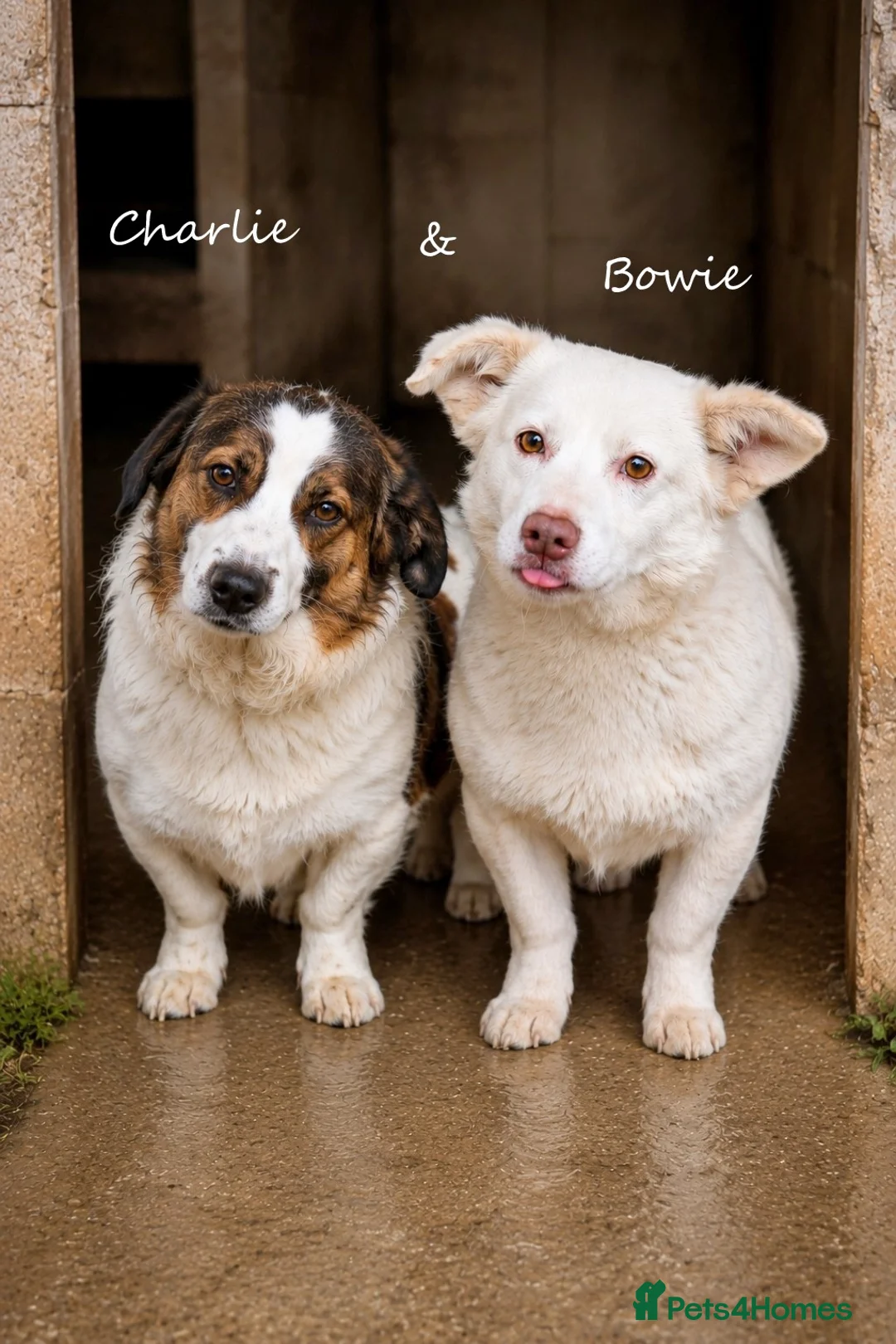 Mixed Breed dogs for adoption: ❤️ Bonded Corgi Cross Brothers Seeking Home ❤️ - Advert 1