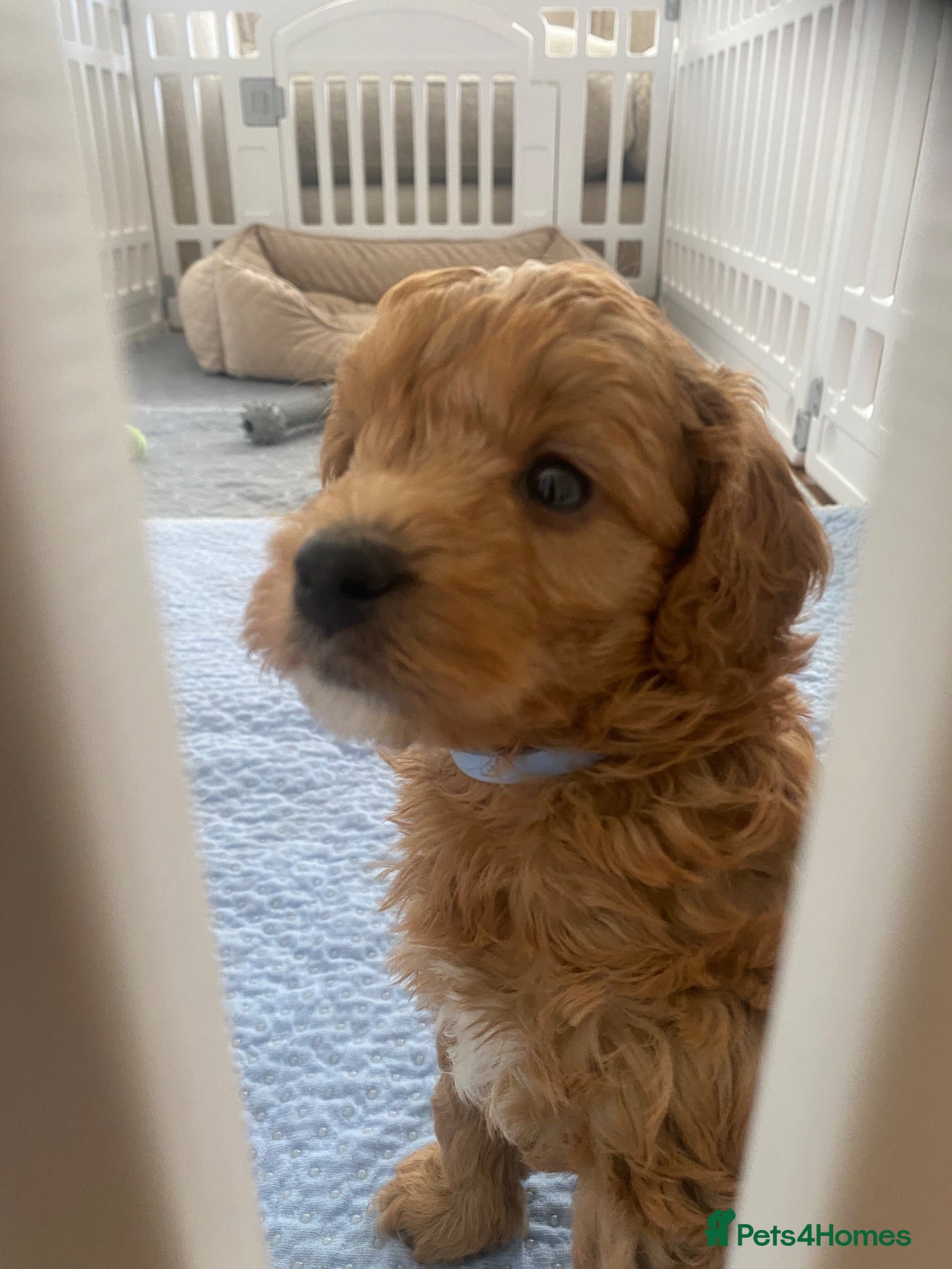 Cockapoo dogs for sale:  F1b American Cockapoos * Health Tested Parents * - Advert 2