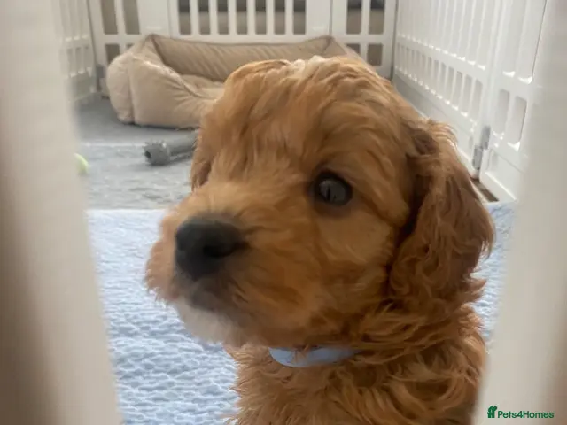 Cockapoo dogs for sale: American Cockapoos * Health Tested Parents * - Advert 2