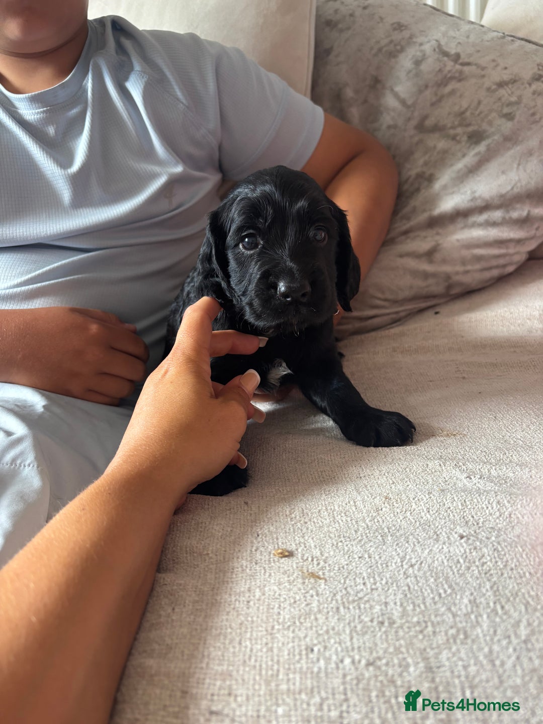 Cockapoo dogs for sale: 1 Cockapoo F1B Puppy left for sale  - Image 2