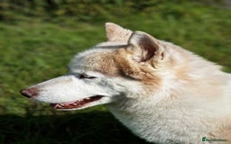 Siberian Husky dogs for sale: Hugo - siberian husky - Image 9