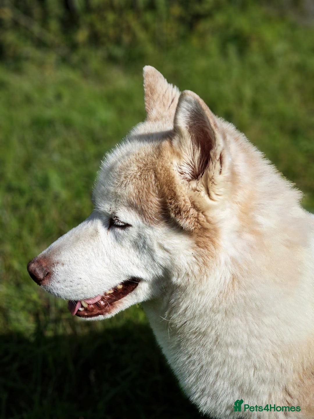 Siberian Husky dogs for sale: Hugo - siberian husky - Image 9