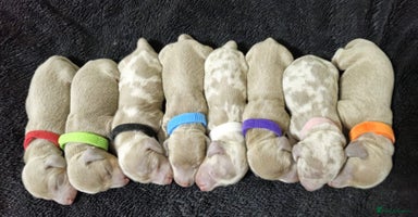 Miniature Dachshund dogs - Advert 3