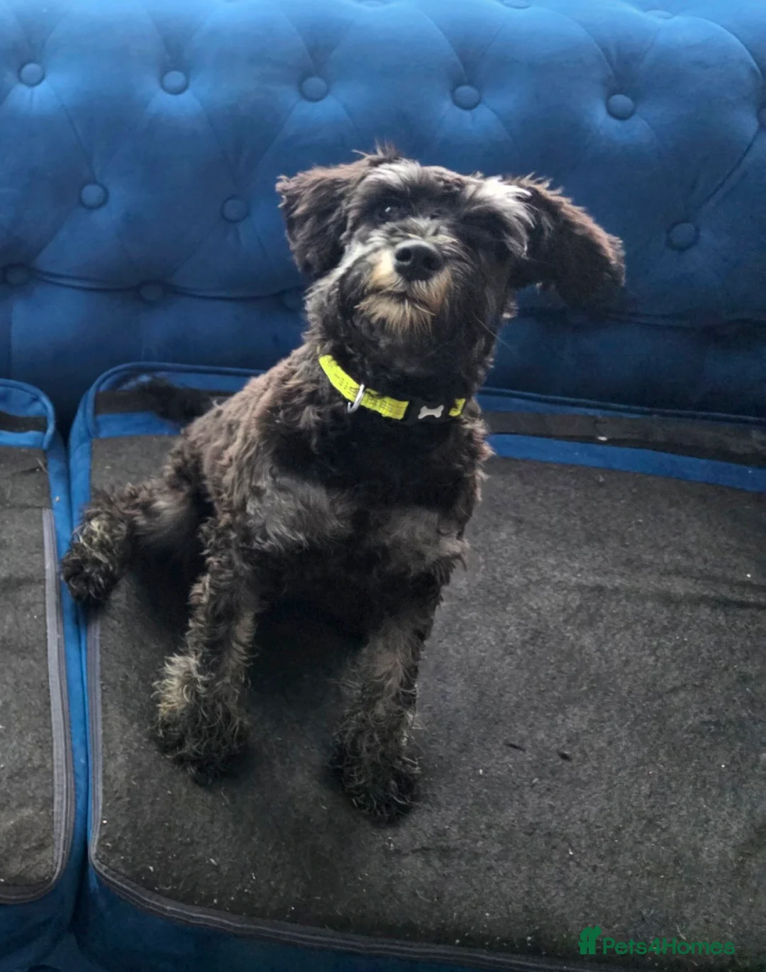 Miniature Schnauzer dogs for sale: KC REG 10 month old girl - Advert 2