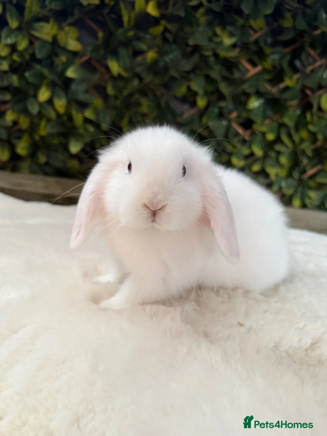 Mini Lop rabbits for sale: Mini lop  - Advert 1