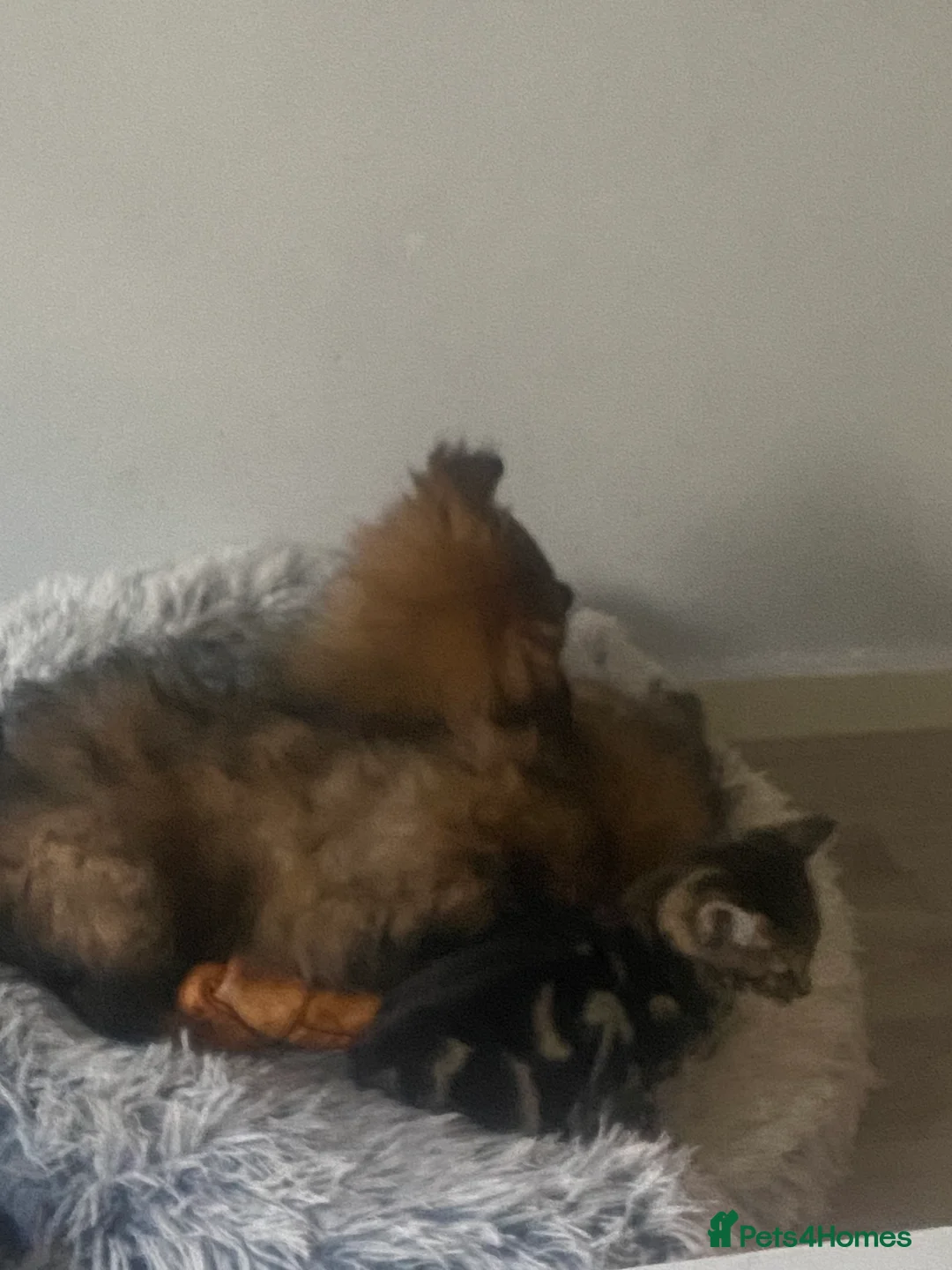 Mixed Breed dogs for sale: Maltipom puppies are now ready for new homes - Advert 26